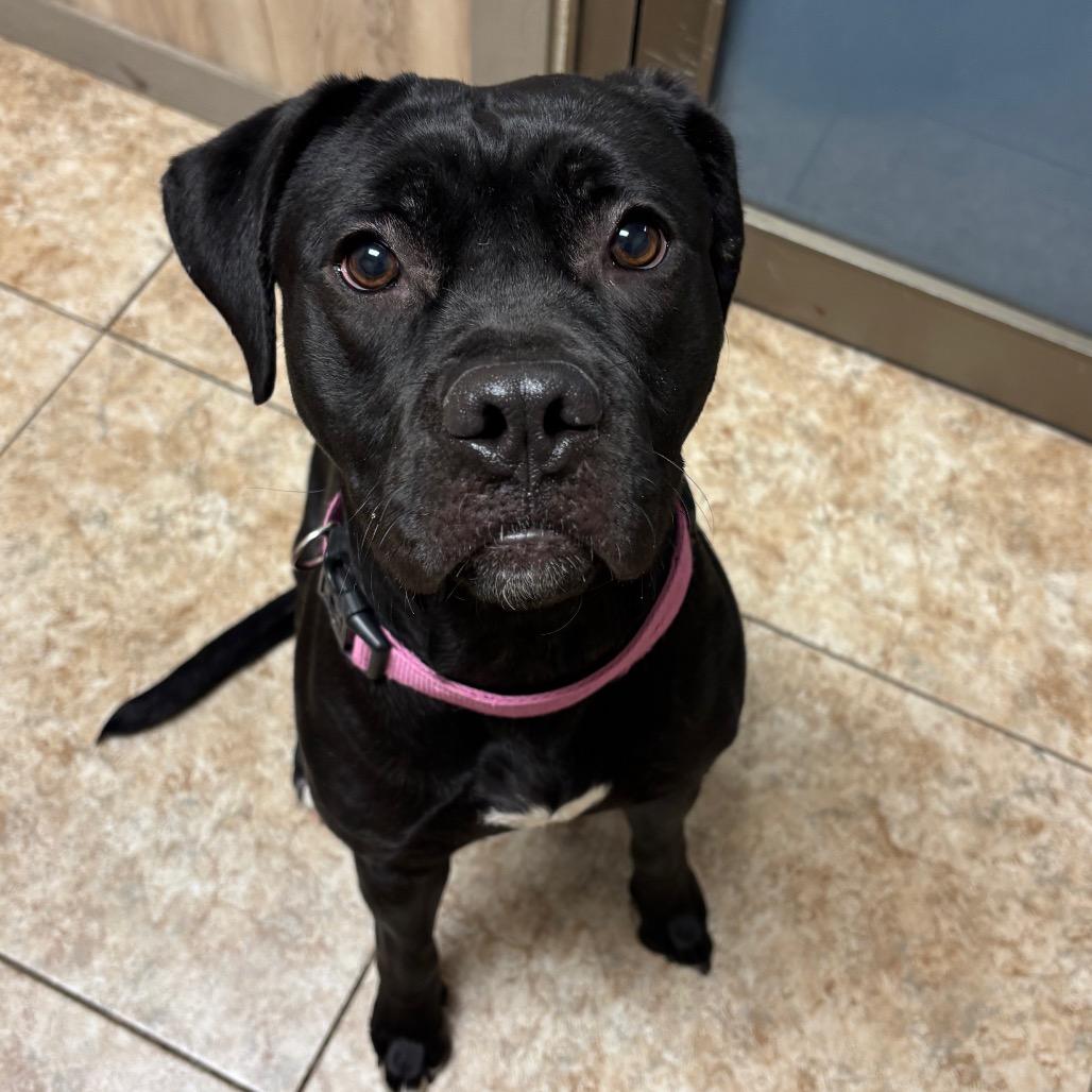 Chili, Adoptable, Young Female Mixed Breed.