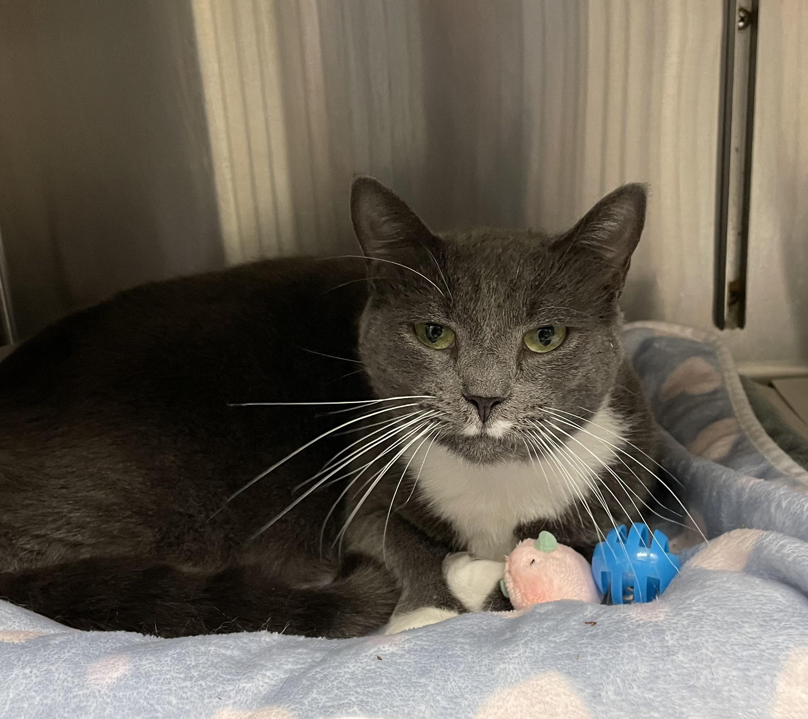 Enlarge Prada, a Adoptable American Shorthair in North Kingstown, RI image 6/6
