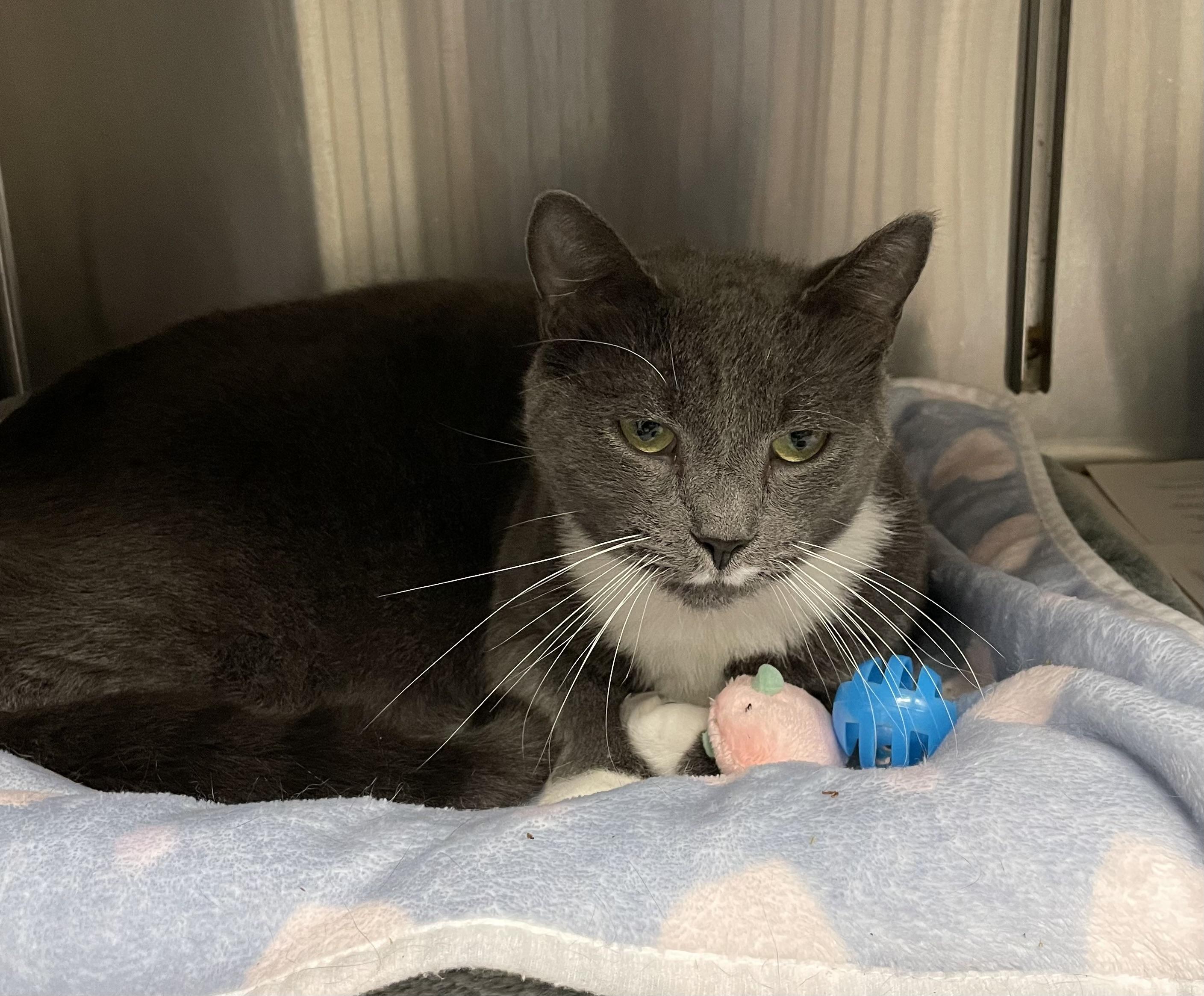 Enlarge Prada, a Adoptable American Shorthair in North Kingstown, RI image 5/6