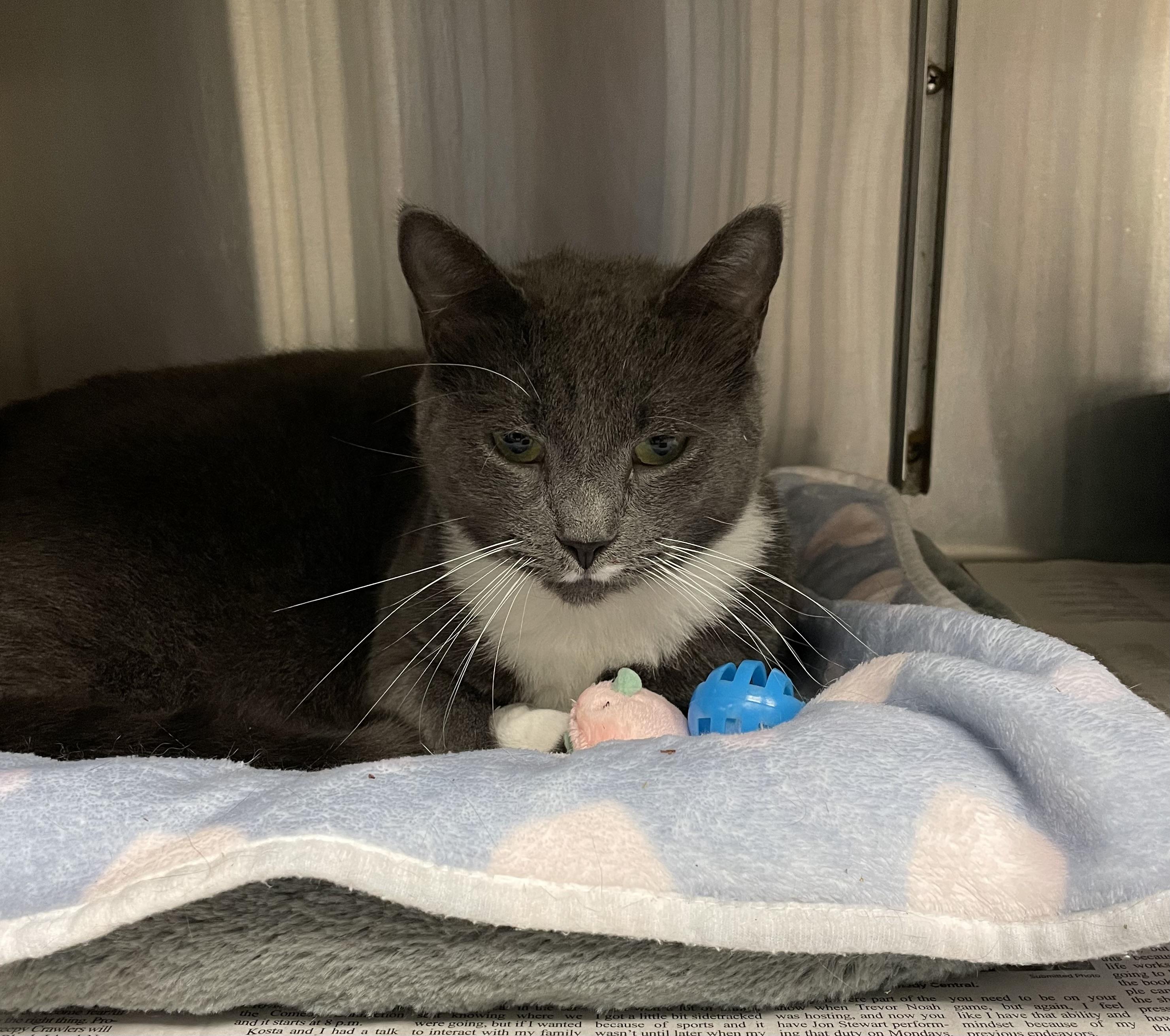 Enlarge Prada, a Adoptable American Shorthair in North Kingstown, RI image 4/6