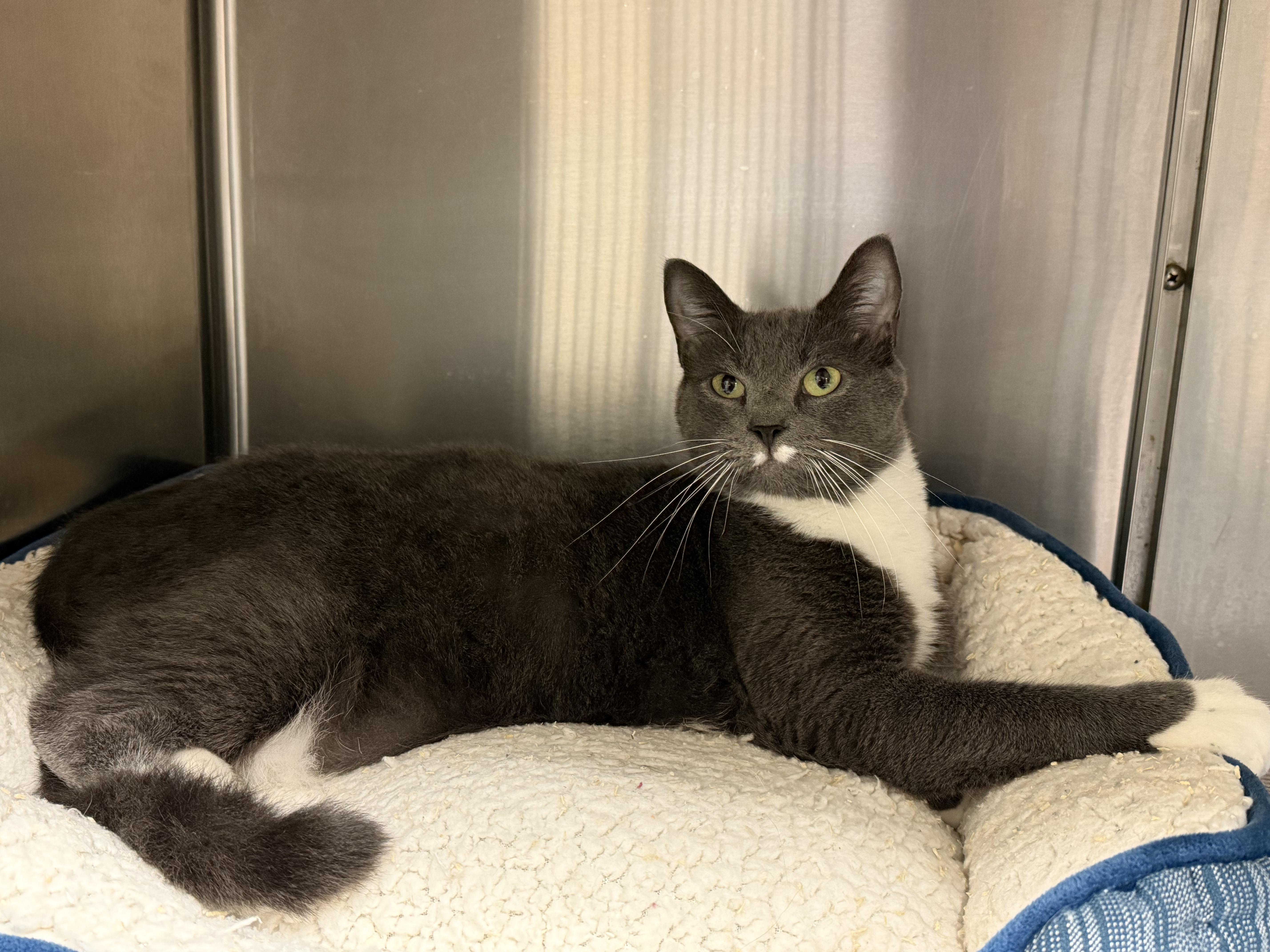 Enlarge Prada, a Adoptable American Shorthair in North Kingstown, RI image 1/6