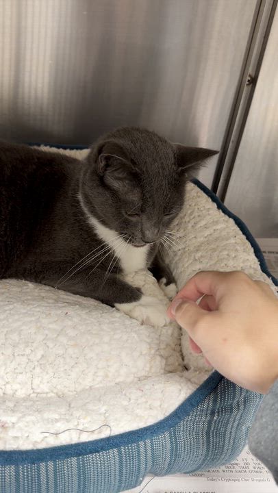 Enlarge Prada, a Adoptable American Shorthair in North Kingstown, RI video 2/6
