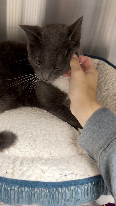 Enlarge Prada, a Adoptable American Shorthair in North Kingstown, RI video 3/6