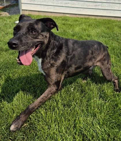 Zander, Adoptable, Adult Male Pit Bull Terrier.