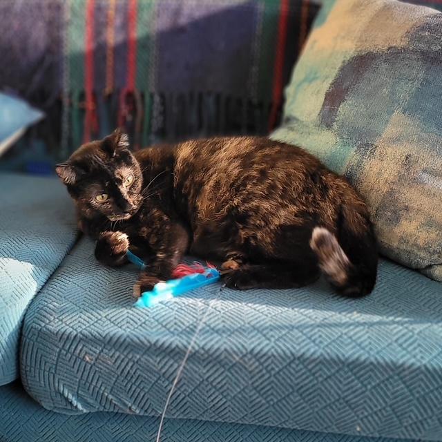 Abby, Adoptable, Adult Female Domestic Short Hair.