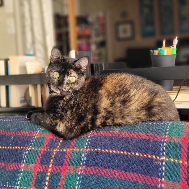 Abby, a Adoptable Domestic Short Hair in Fredericton, NB image 2/6