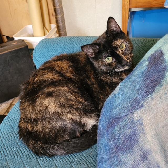 Abby, a Adoptable Domestic Short Hair in Fredericton, NB image 3/6