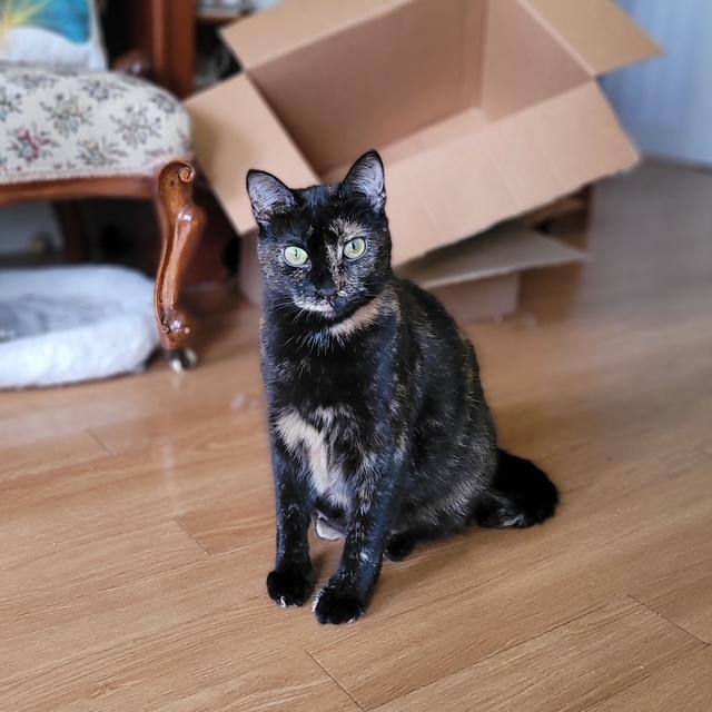 Abby, an adoptable Domestic Short Hair in Fredericton, NB, E3B 1K8 | Photo Image 1