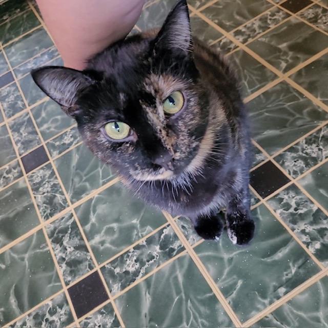 Abby, an adoptable Domestic Short Hair in Fredericton, NB, E3B 1K8 | Photo Image 4