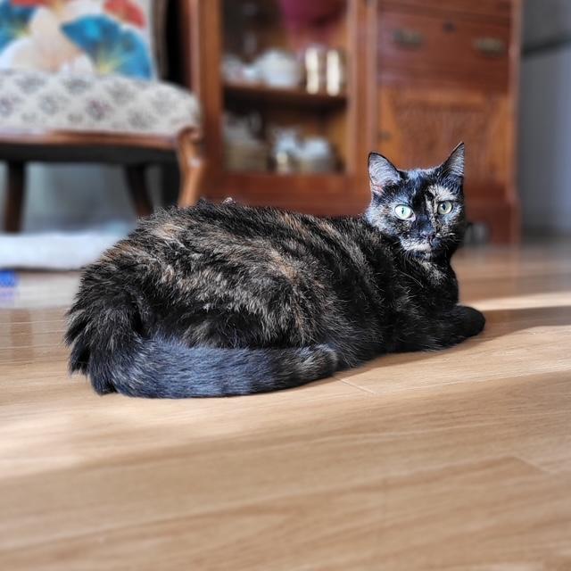 Abby, an adoptable Domestic Short Hair in Fredericton, NB, E3B 1K8 | Photo Image 3