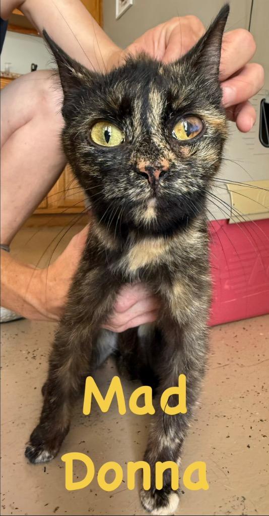 Enlarge Mad Donna, a Adoptable mixed breed in West Union, OH image 1/2