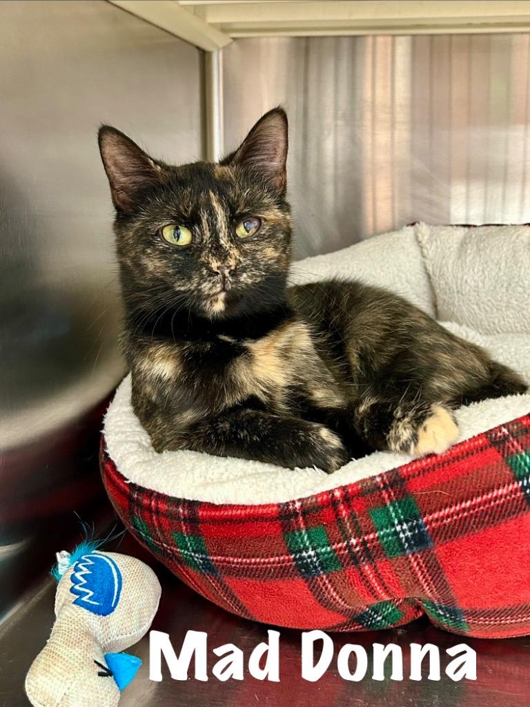 Enlarge Mad Donna, a Adoptable mixed breed in West Union, OH image 2/2