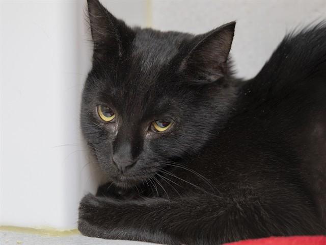 Enlarge DUTCHESS, a Adoptable Domestic Short Hair in Phoenix, AZ image 1/1