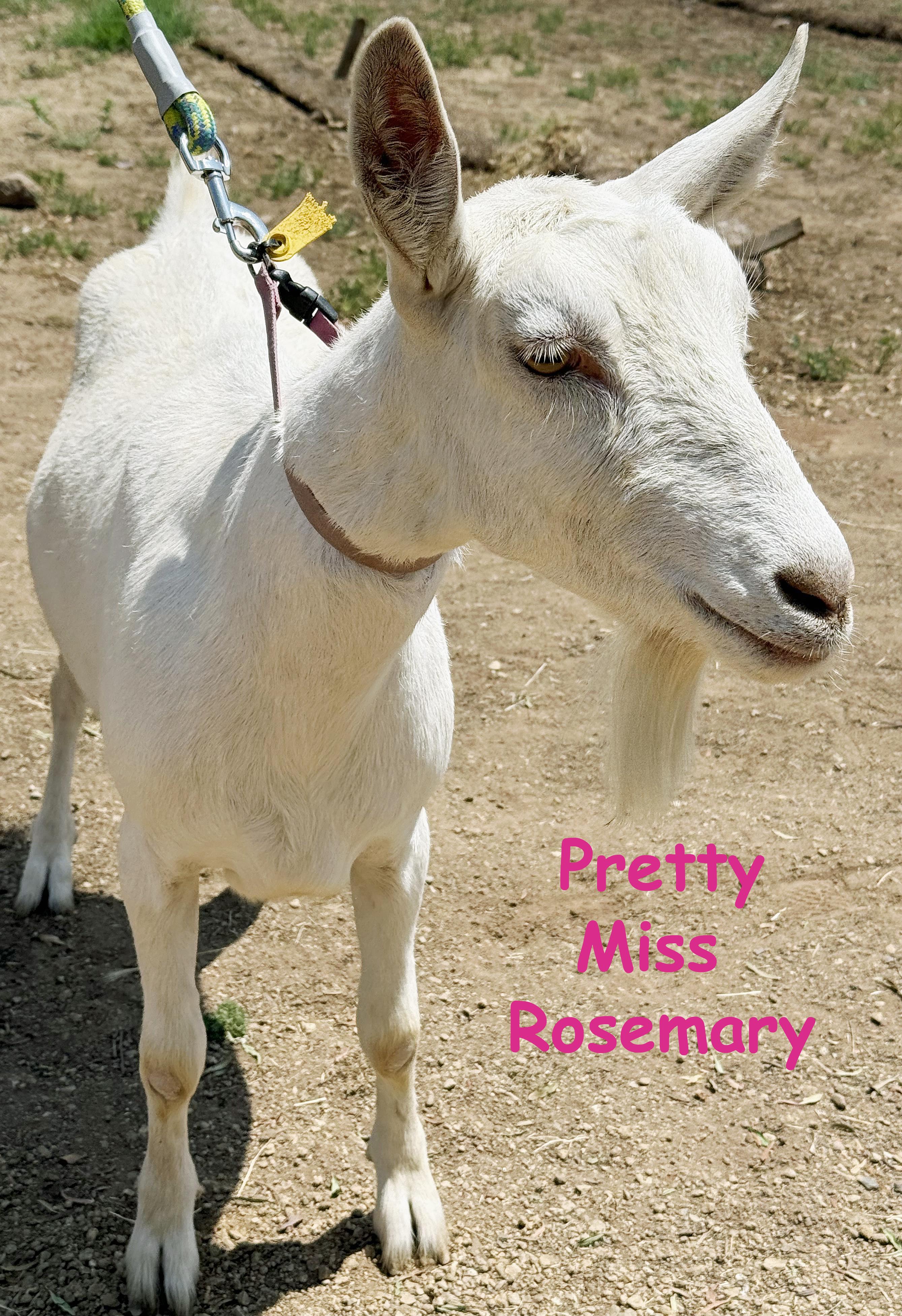Rosemary, Young Female unknown