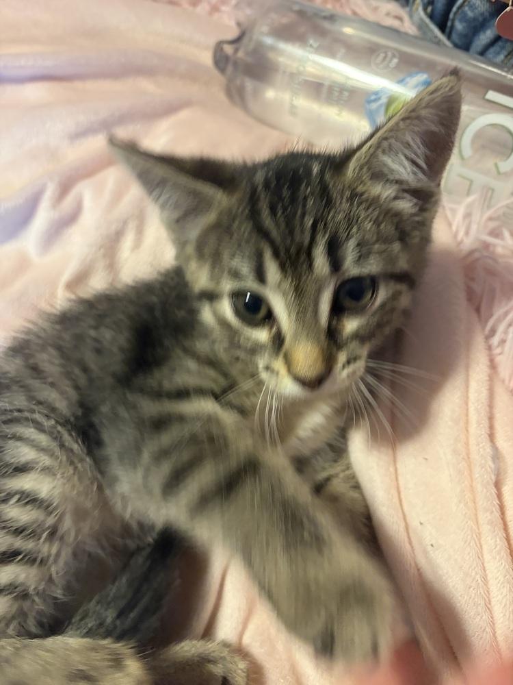 Enlarge Mellow, a Adoptable Tabby in Deerfield, MI image 1/3