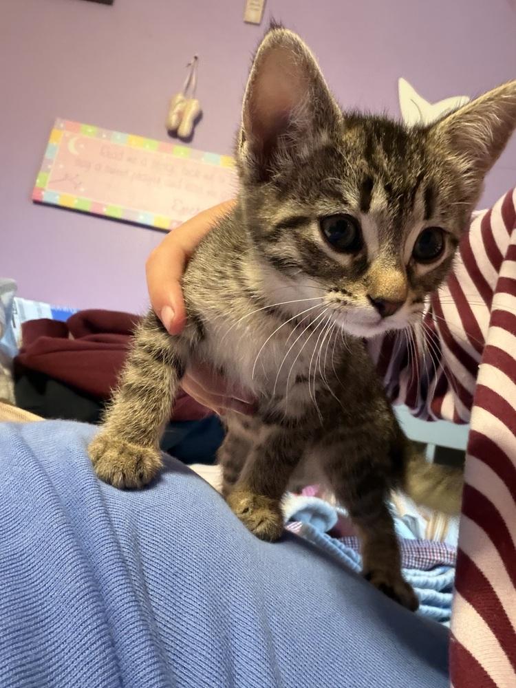 Enlarge Mellow, a Adoptable Tabby in Deerfield, MI image 2/3