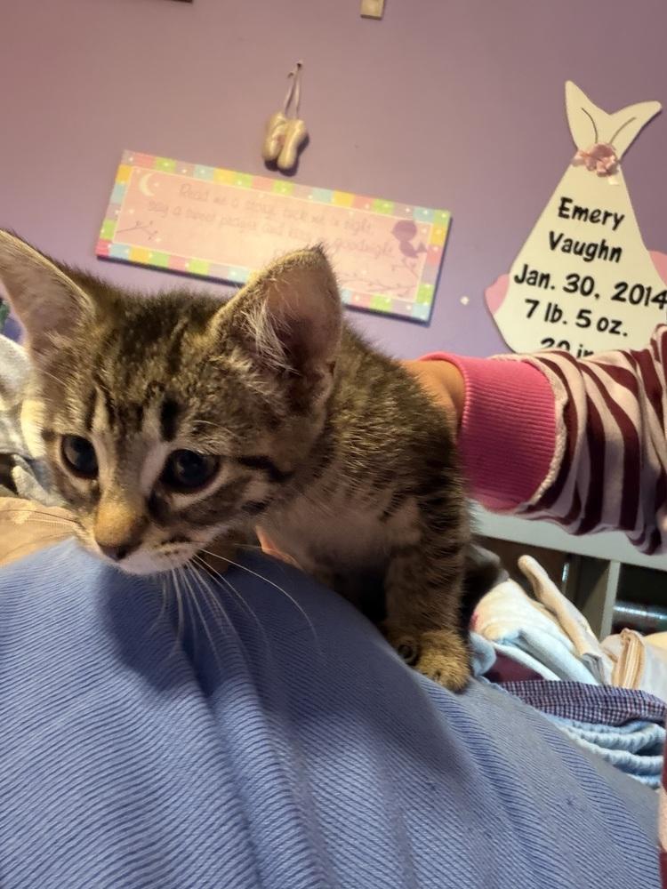 Enlarge Mellow, a Adoptable Tabby in Deerfield, MI image 3/3