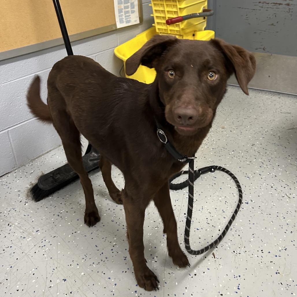 Choco, Adoptable, Young Male Chocolate Labrador Retriever.