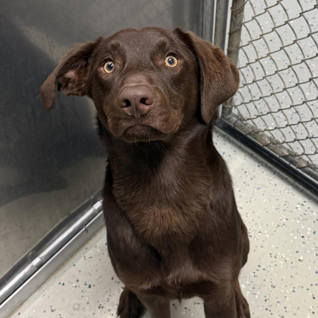 Choco, Adoptable, Young Male Chocolate Labrador Retriever.