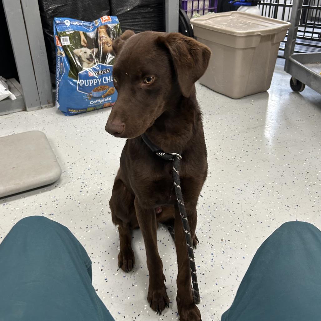 Enlarge Choco, a Adoptable Chocolate Labrador Retriever in Marion, VA image 3/5