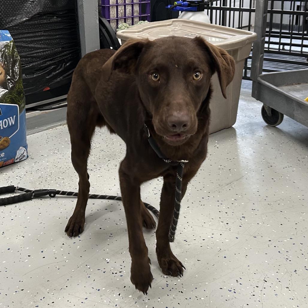 Enlarge Choco, a Adoptable Chocolate Labrador Retriever in Marion, VA image 5/5