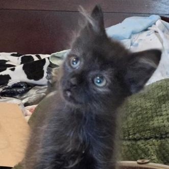 Cole, a Adopted Domestic Short Hair in Ocean Isle Beach, NC image 1/2