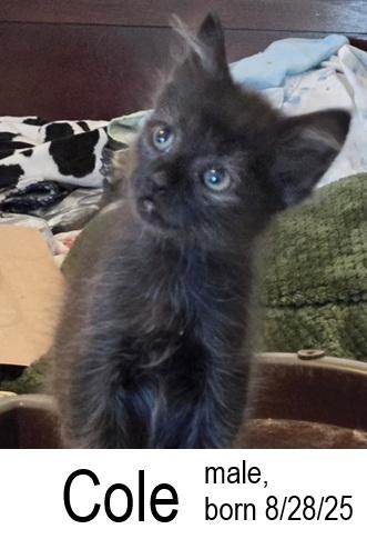 Cole, a Adopted Domestic Short Hair in Ocean Isle Beach, NC image 2/2