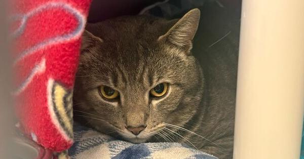 Mongoose Witherspoon, Adoptable, Adult Male Domestic Short Hair.