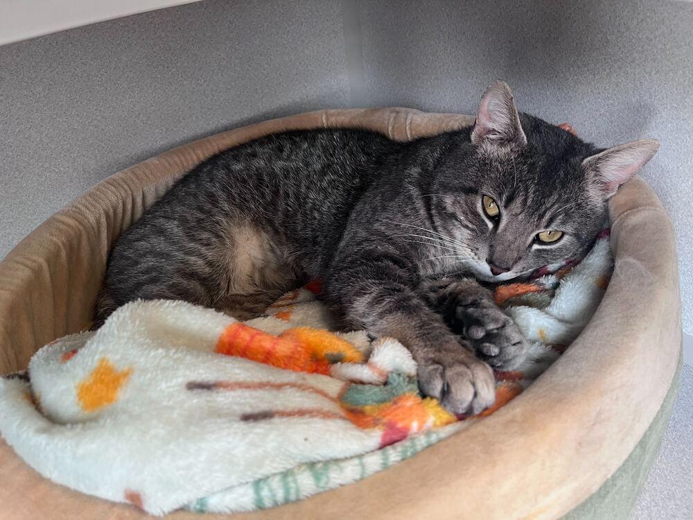 Mongoose Witherspoon, Adoptable, Adult Male Domestic Short Hair.