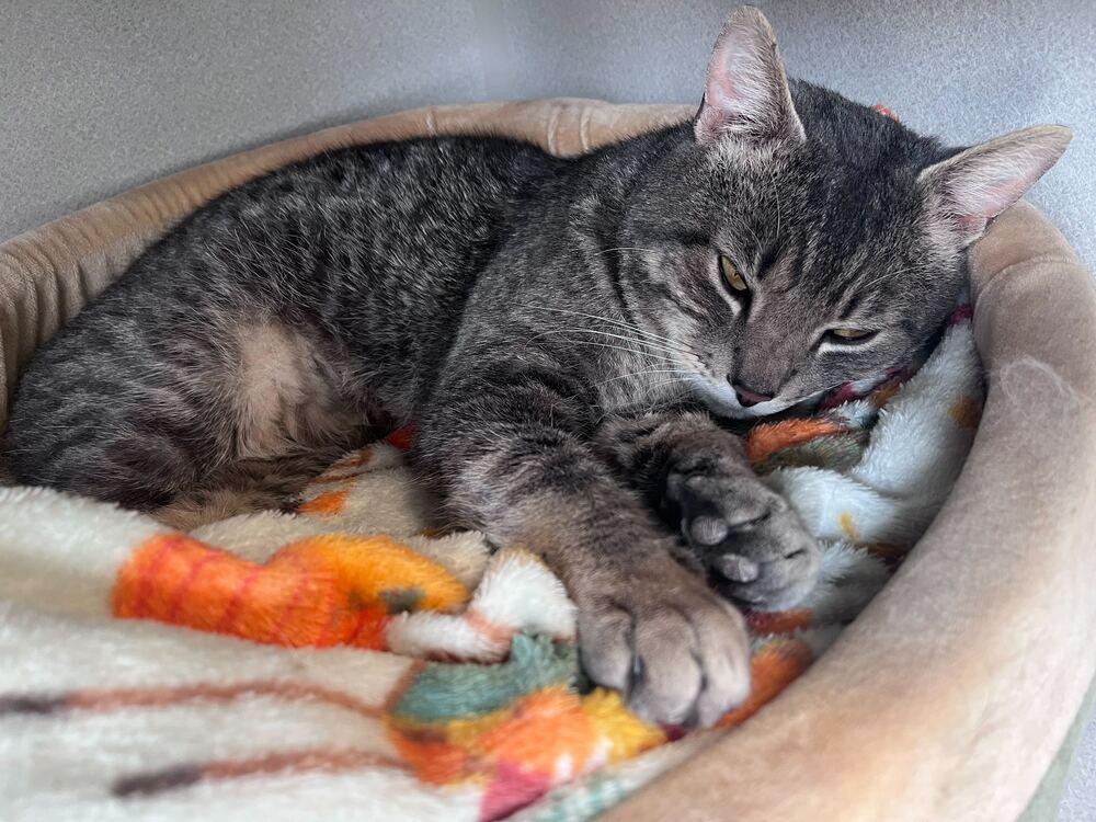 Enlarge Mongoose Witherspoon, a Adoptable mixed breed in Bowling Green, OH image 2/3