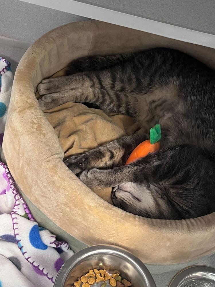 Enlarge Mongoose Witherspoon, a Adoptable mixed breed in Bowling Green, OH image 3/3