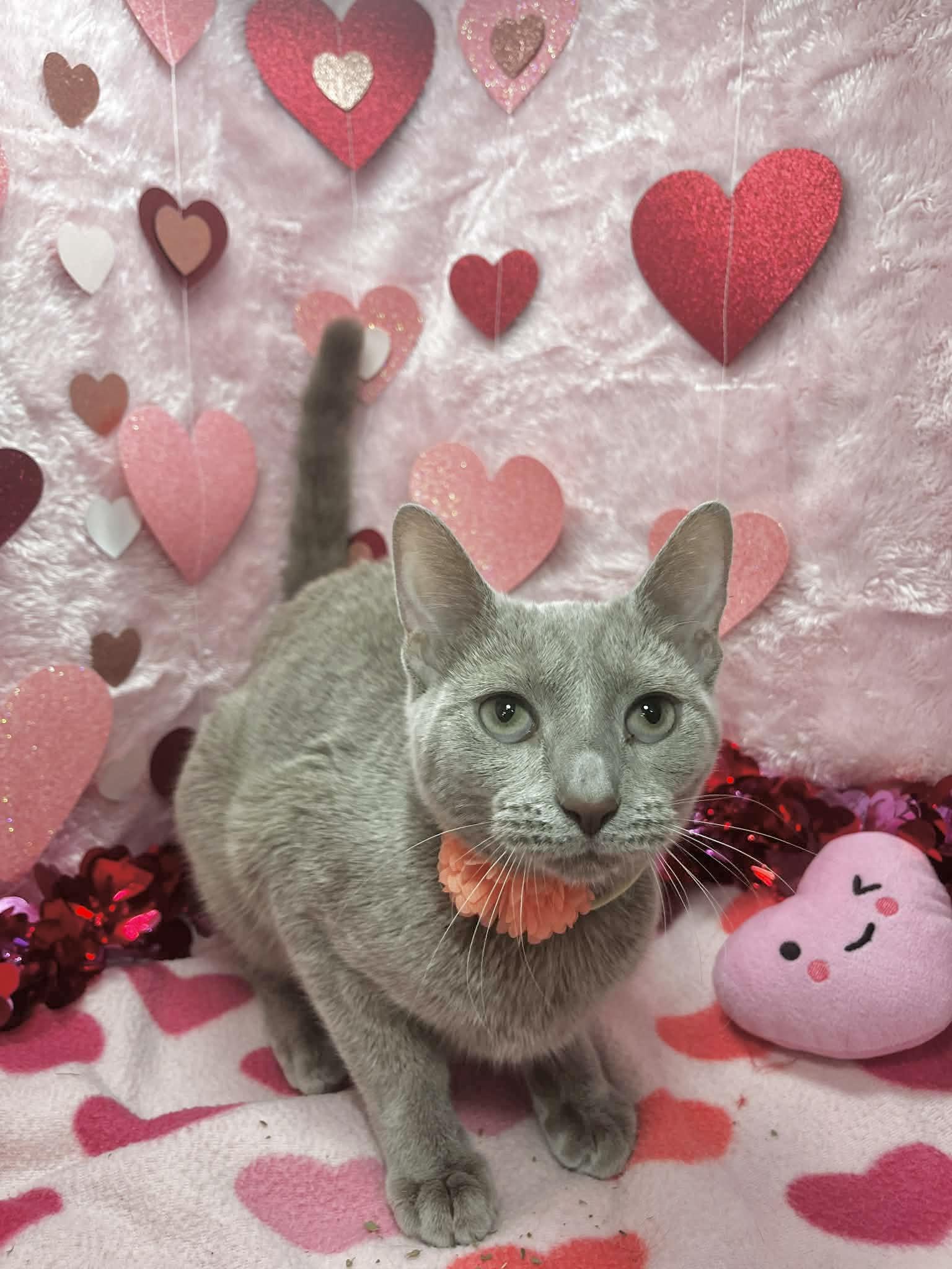 Lilac, a ADOPTABLE mixed breed in Tavares, FL image 2/2