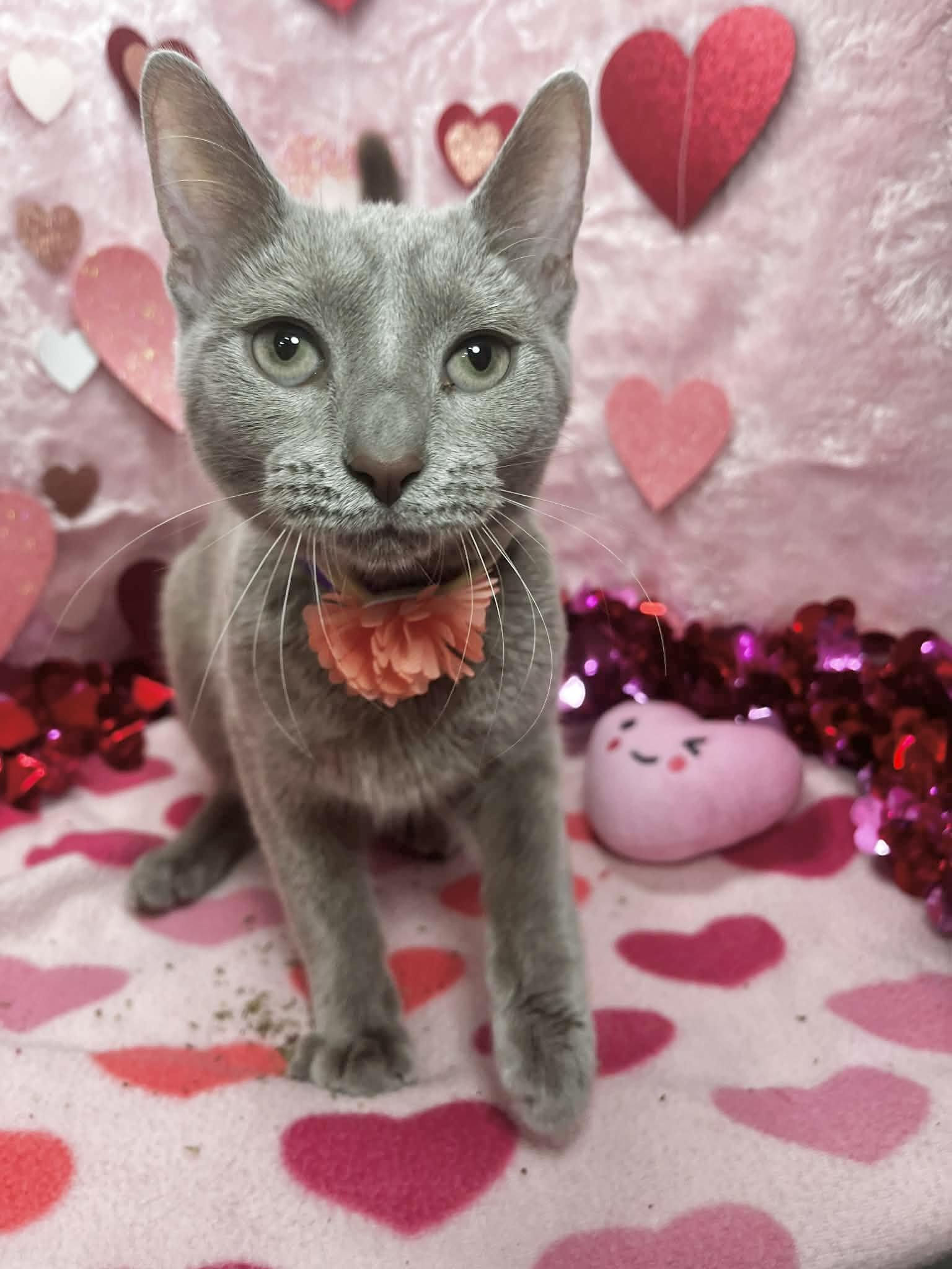 Lilac, a ADOPTABLE mixed breed in Tavares, FL image 1/2