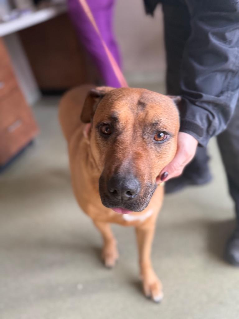 Fannie, Adoptable, Adult Female Shepherd.