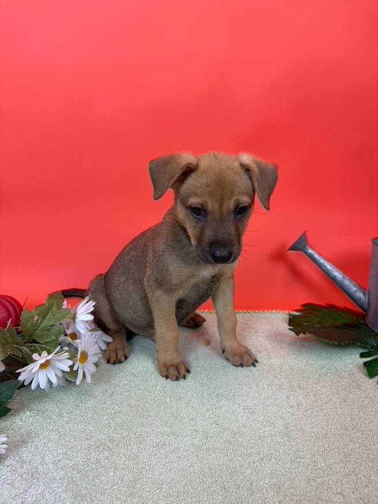 Campari, Adoptable, Puppy Male Cattle Dog & Shepherd.