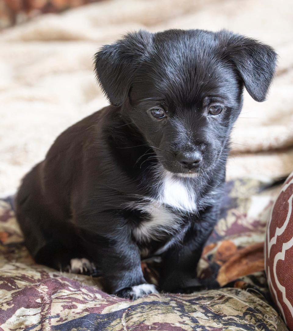 Kristoff, an adopted mixed breed in Winston-Salem, NC image 2/6