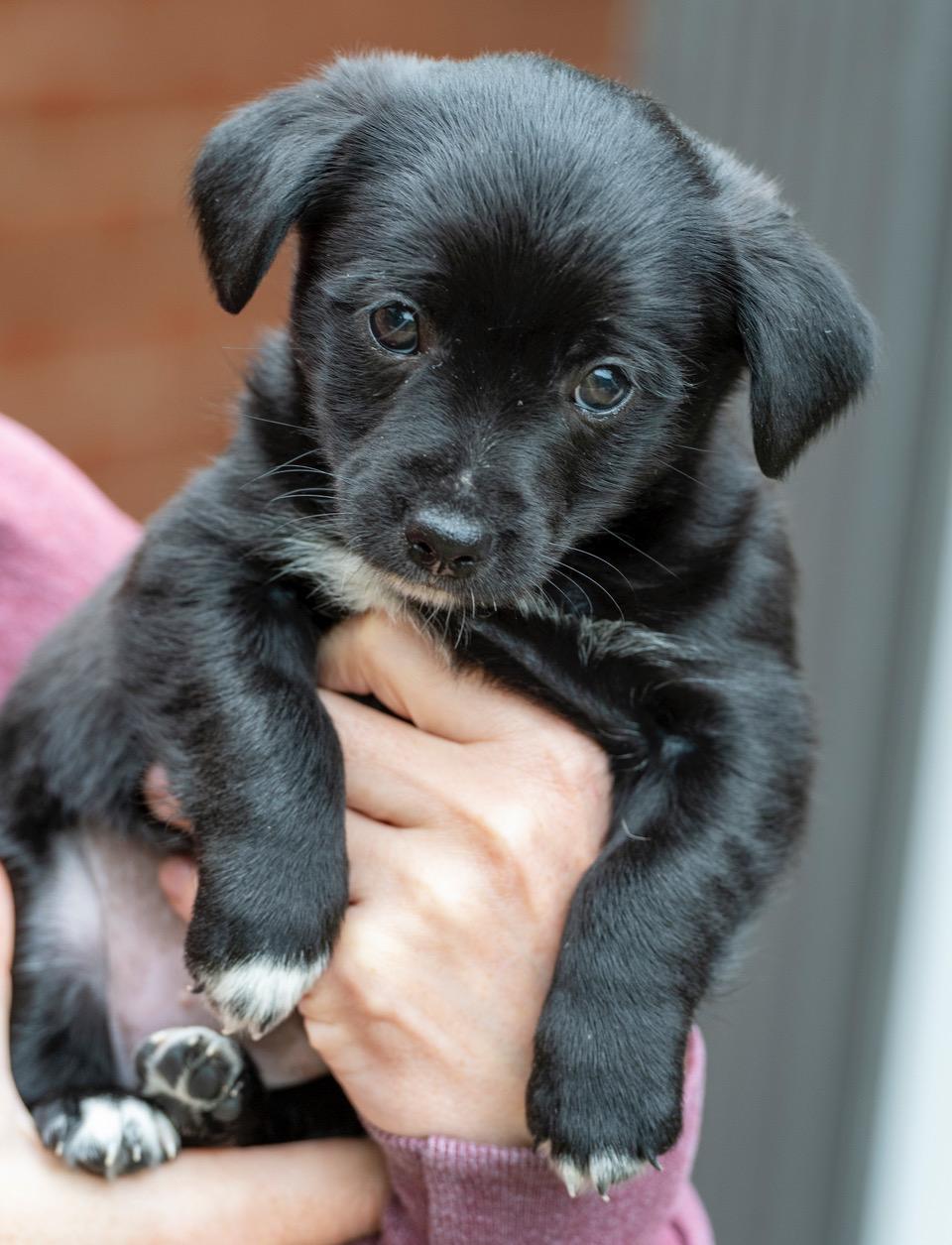 Kristoff, an adopted mixed breed in Winston-Salem, NC image 1/6