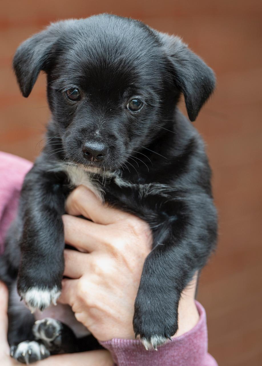 Kristoff, an adopted mixed breed in Winston-Salem, NC image 5/6