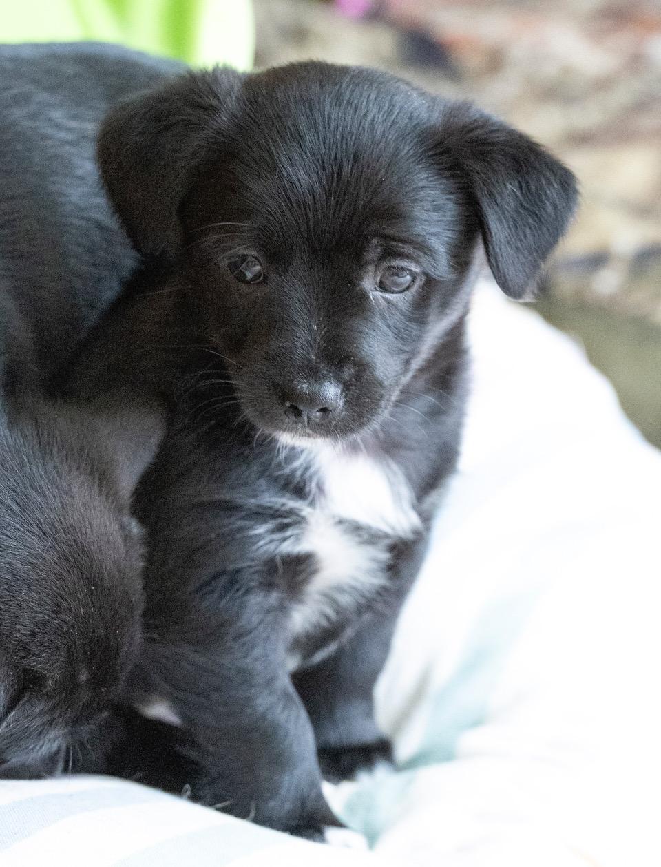 Kristoff, an adopted mixed breed in Winston-Salem, NC image 4/6