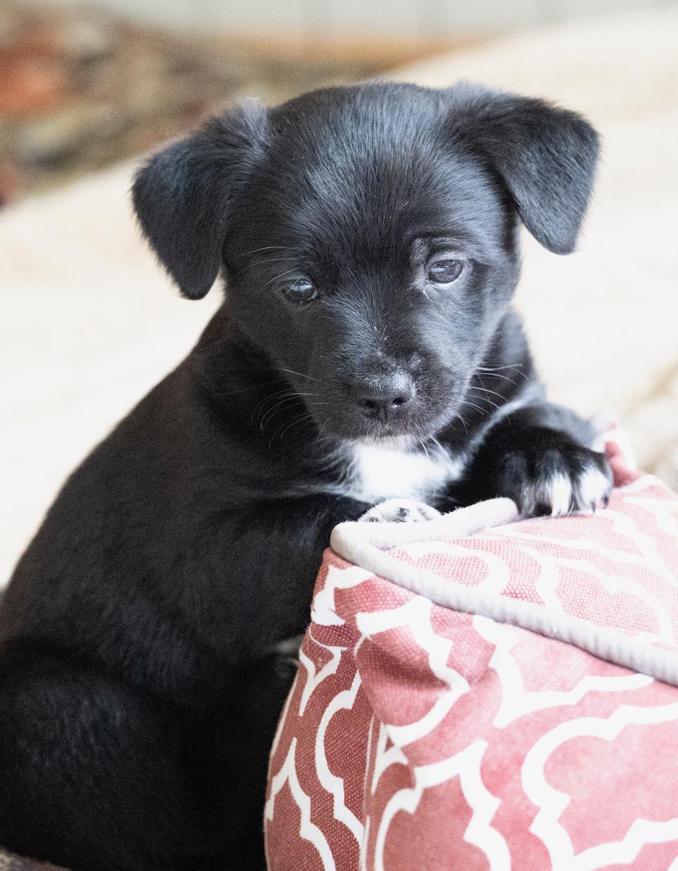 Kristoff, an adopted mixed breed in Winston-Salem, NC image 6/6