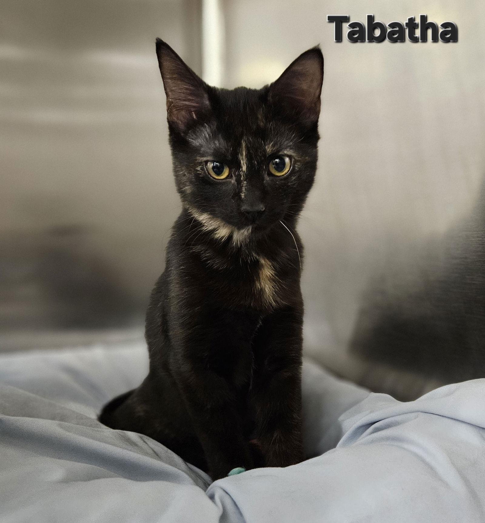 Tabatha, Adoptable, Kitten Female Tortoiseshell.