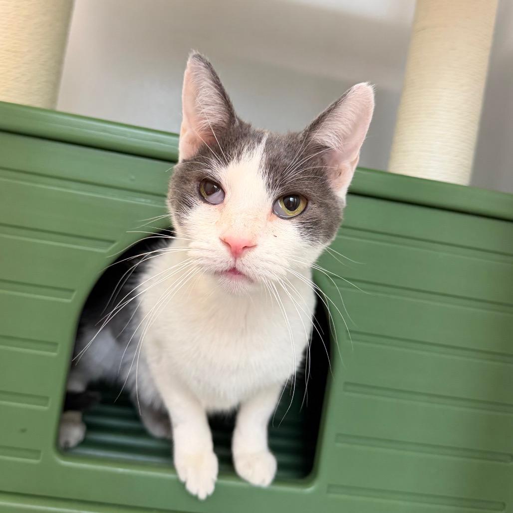 Enlarge Clover, a Adoptable Domestic Short Hair in Watertown, NY image 1/6