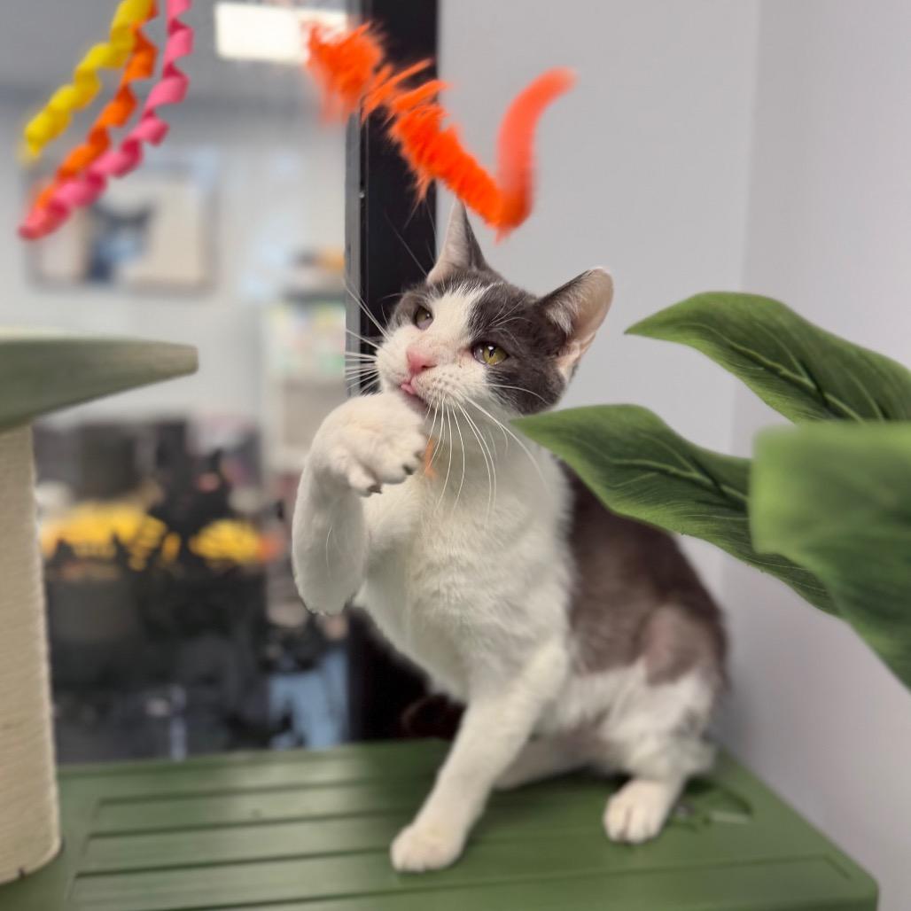 Enlarge Clover, a Adoptable Domestic Short Hair in Watertown, NY image 2/6