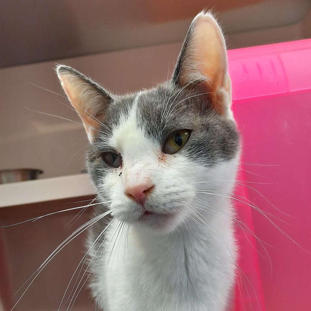 Enlarge Clover, a Adoptable Domestic Short Hair in Watertown, NY image 3/6