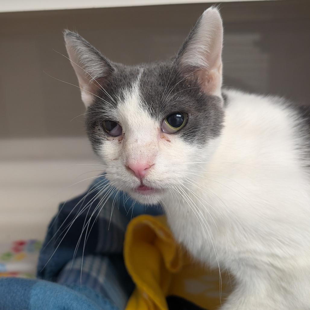 Enlarge Clover, a Adoptable Domestic Short Hair in Watertown, NY image 4/6