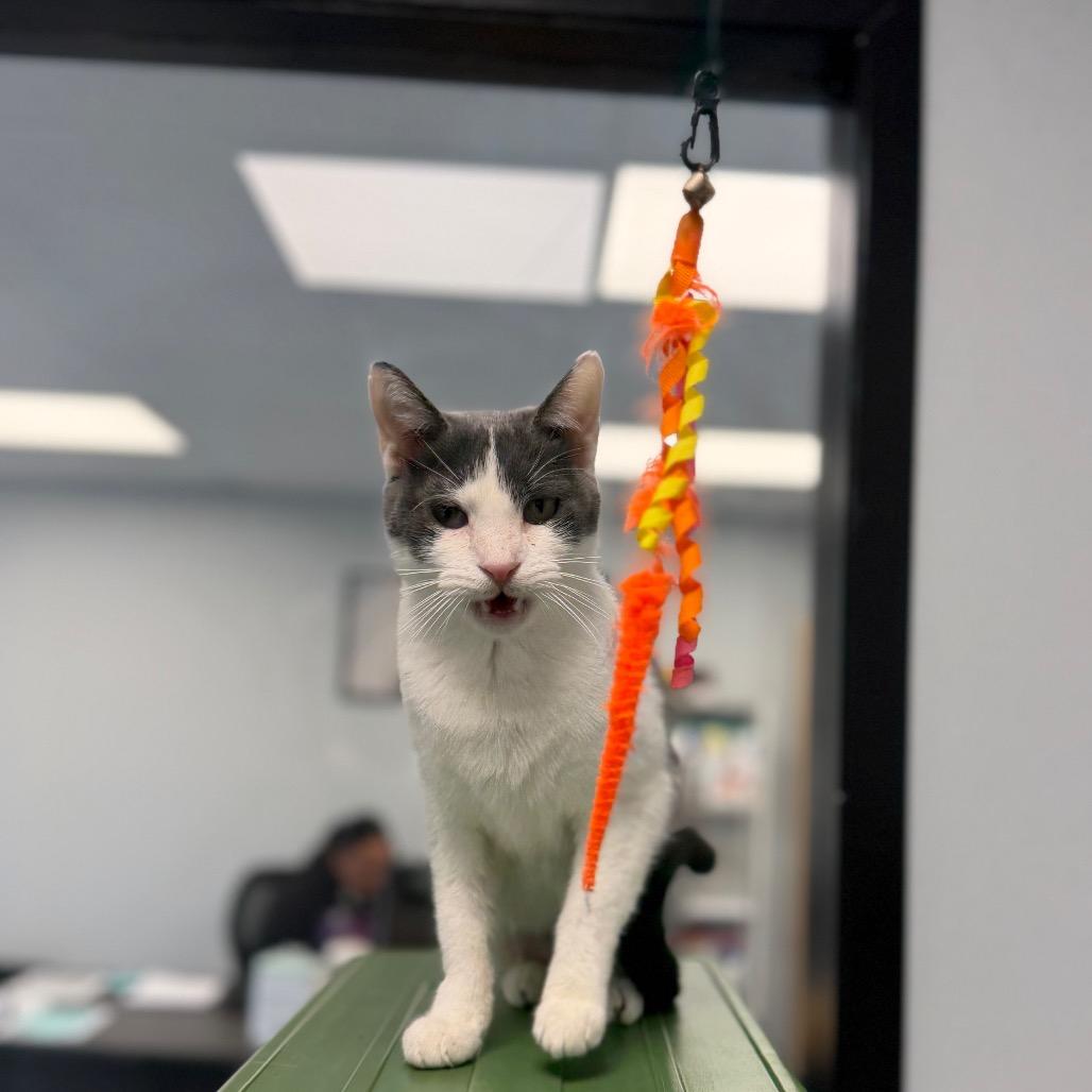 Enlarge Clover, a Adoptable Domestic Short Hair in Watertown, NY image 5/6