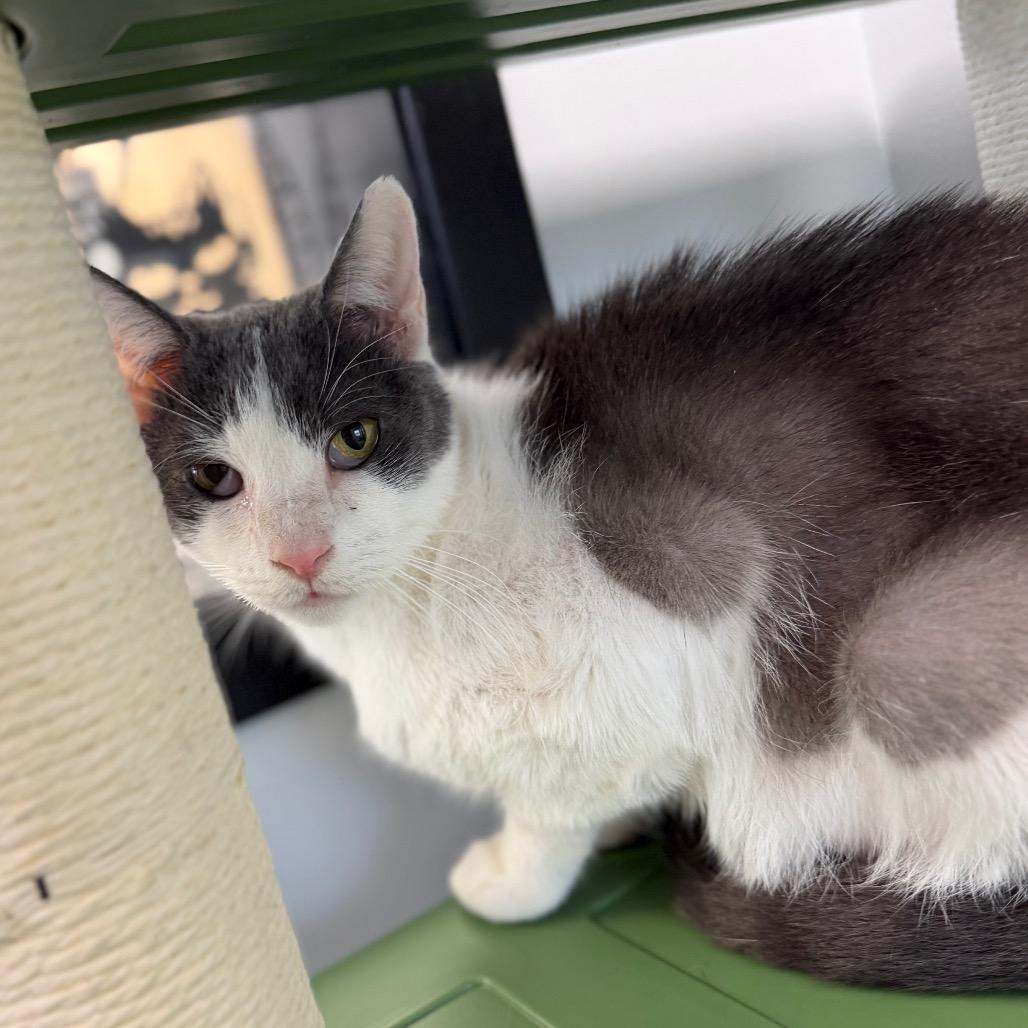 Enlarge Clover, a Adoptable Domestic Short Hair in Watertown, NY image 6/6