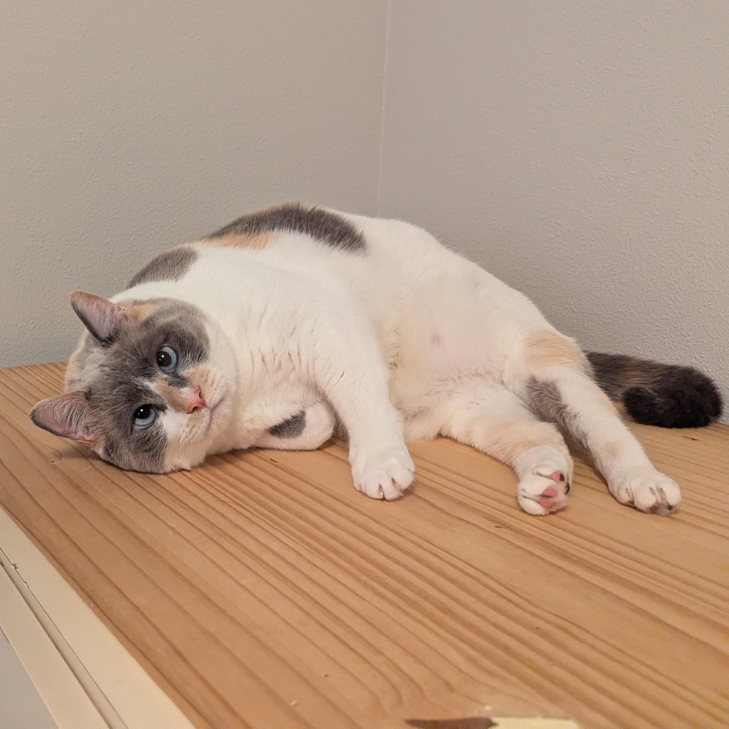 Enlarge Crystal, a ADOPTABLE mixed breed in West Richland, WA image 6/6