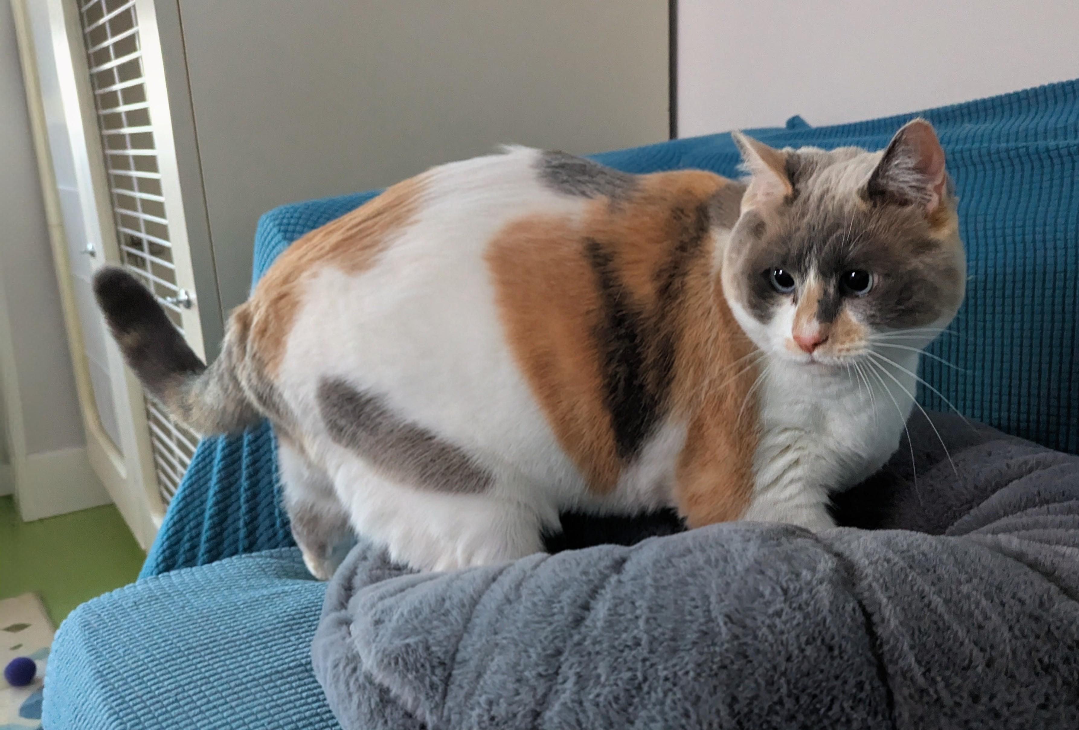 Crystal, ADOPTABLE, Adult Female Domestic Short Hair & Siamese.