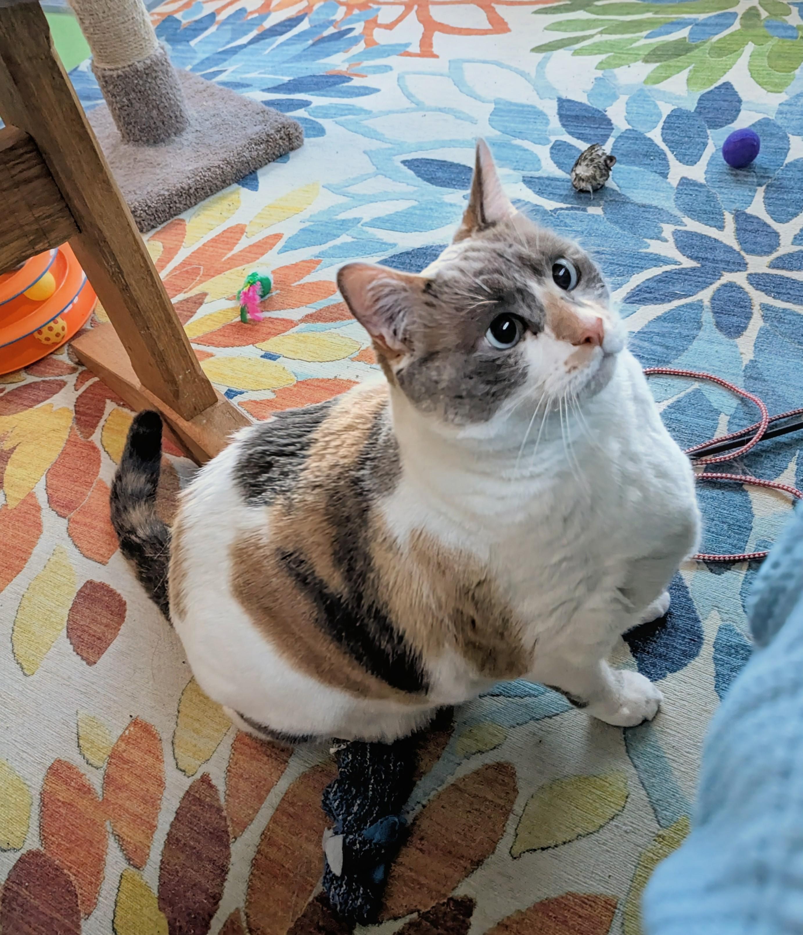 Enlarge Crystal, a ADOPTABLE mixed breed in West Richland, WA image 2/6